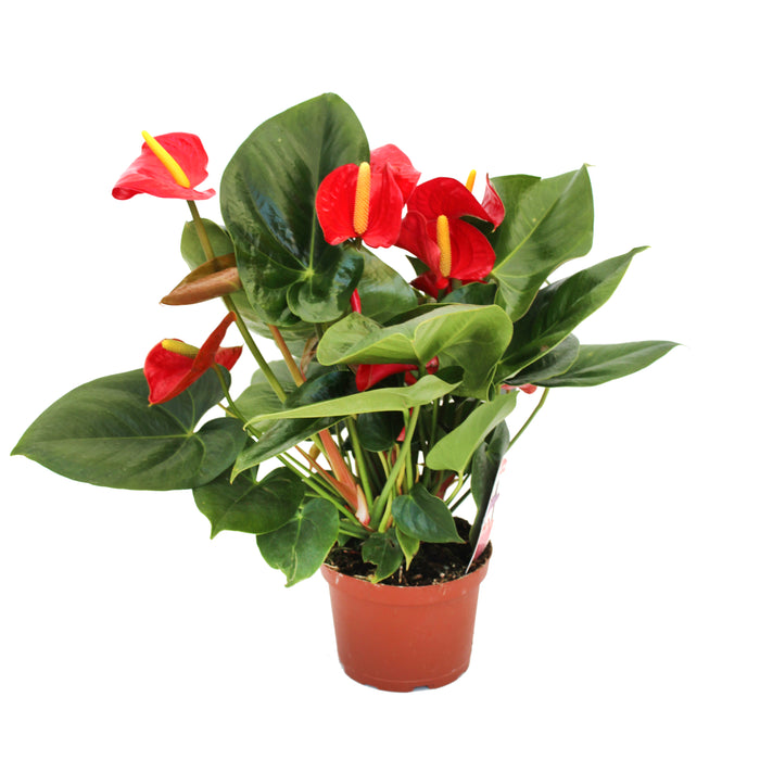 Anthurium Plant