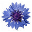 Cornflower Blue