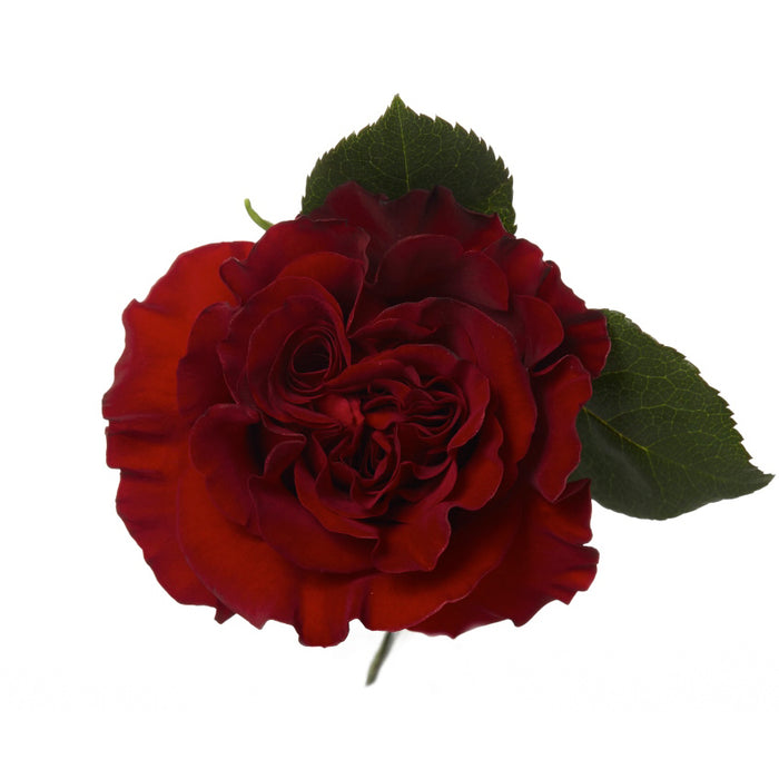 Black Roses