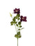 28" Clematis Spray - Burgundy