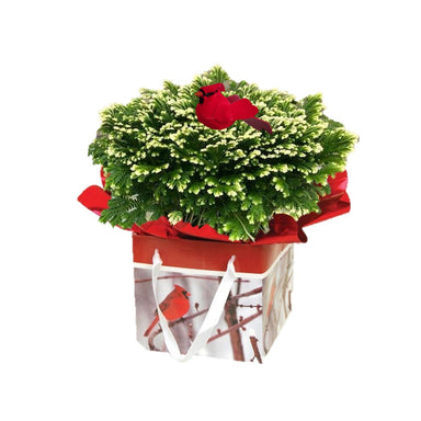 4" Frosty Fern Gift Bag upgrade w/ Cardinal