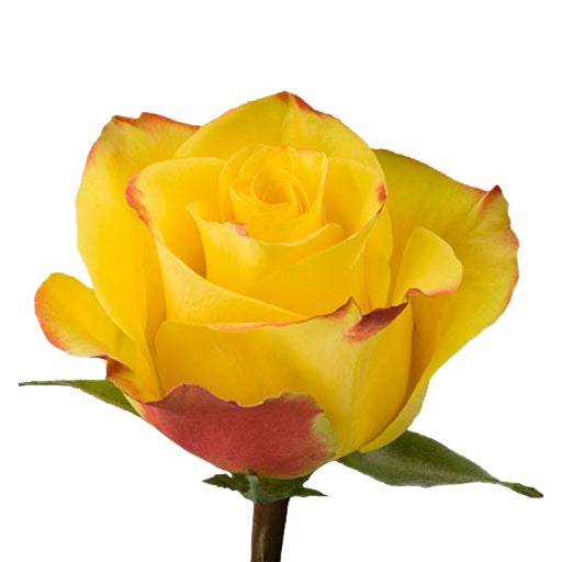 Rose 40cm High and Yellow Magic