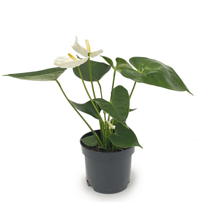 Anthurium Plant