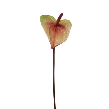 22 in Painter's Palette Anthurium