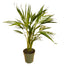 6" Areca Palm