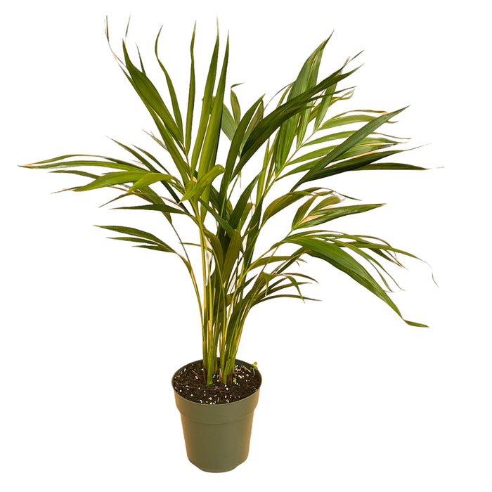 6" Areca Palm