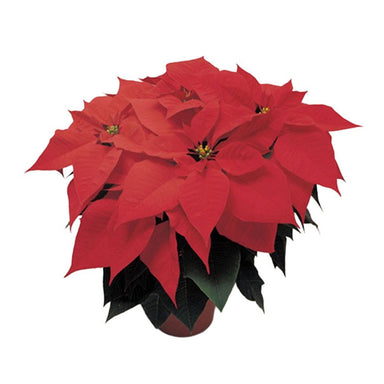 Poinsettia