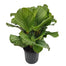 10 in Calathea Asst