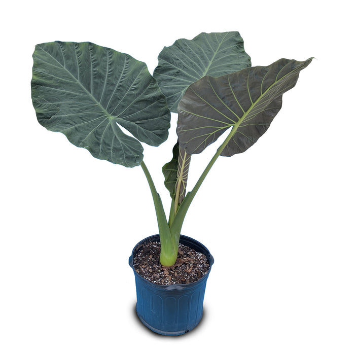 14 In Alocasia