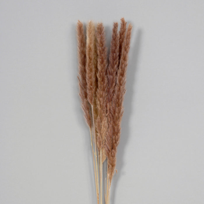 29" Dried Pampas Bunch - Natural