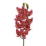 29 in Cymbidium