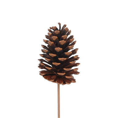 Lacquered Natural Pine Cone