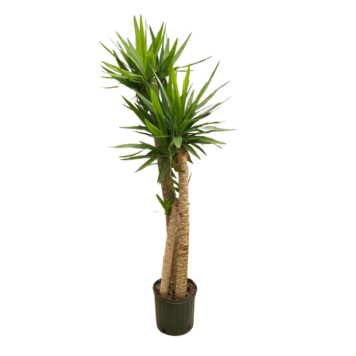 10" Yucca 3-2-1