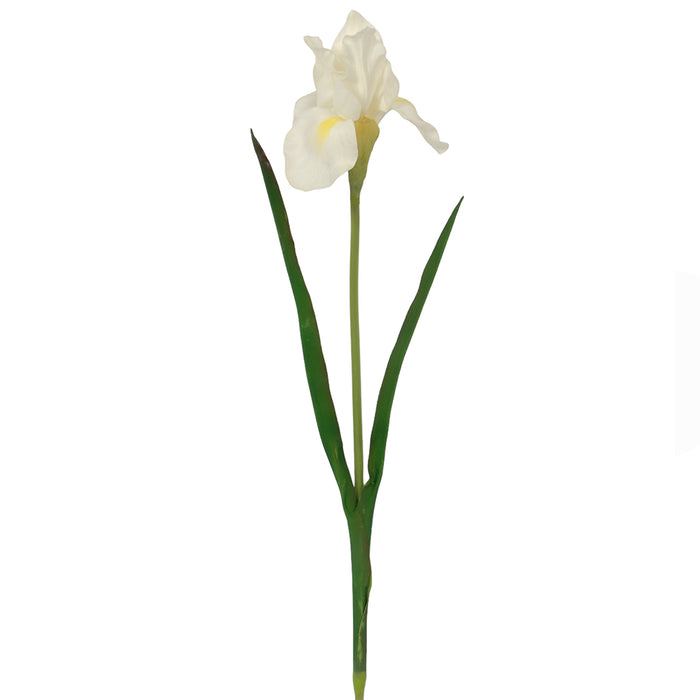 28" Iris w/Leaves - Cream