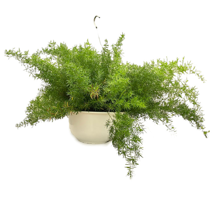 10" Sprengeri Fern Hanging Basket