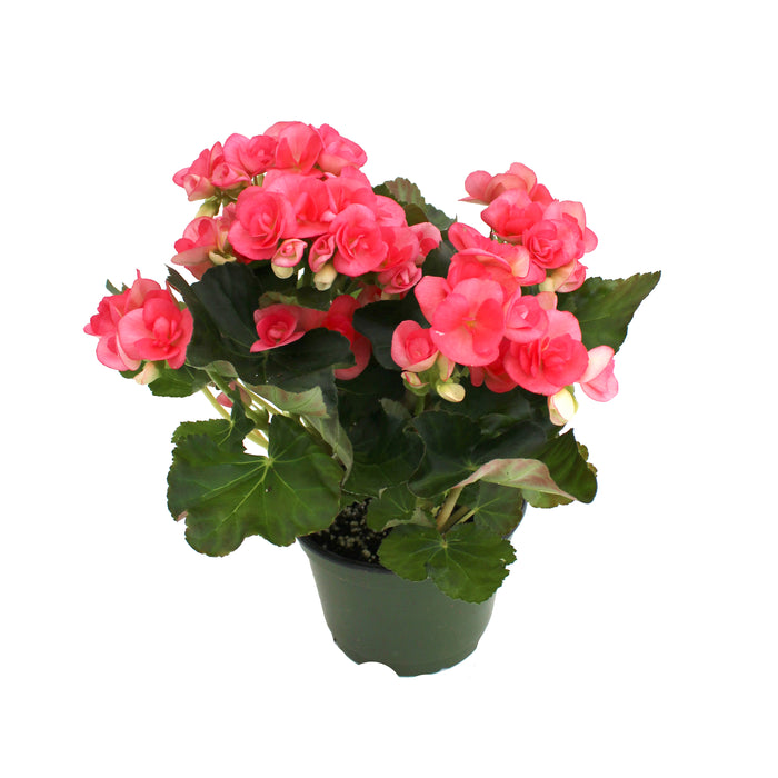 Rieger Begonia