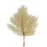 Leatherfern Bleached
