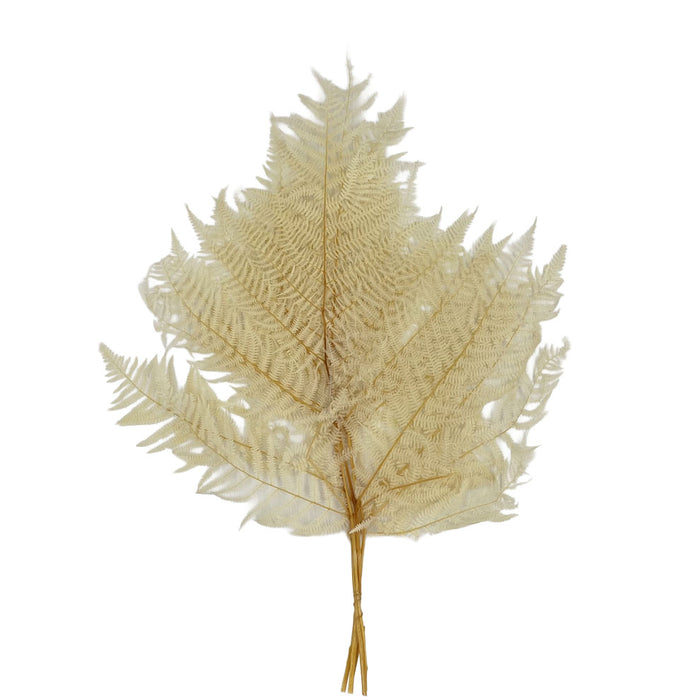 Leatherfern Bleached