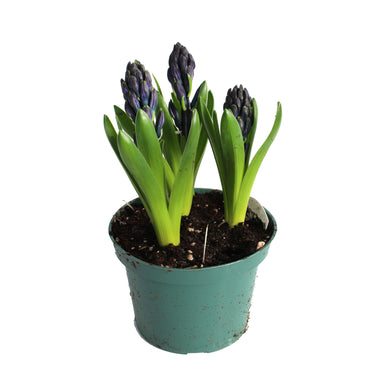 Hyacinth Plants