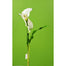 24" Calla Lily w/Leaves - White