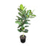 10 in Ficus Audrey Standard
