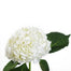Hydrangea Plant