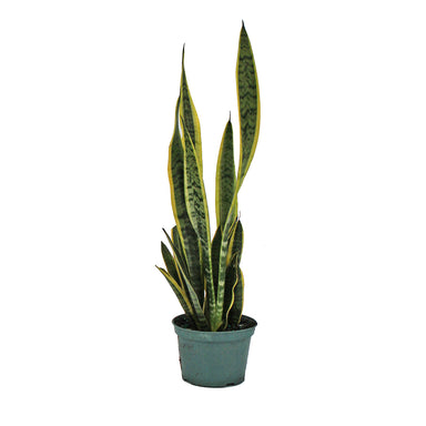 6 in Sansevieria