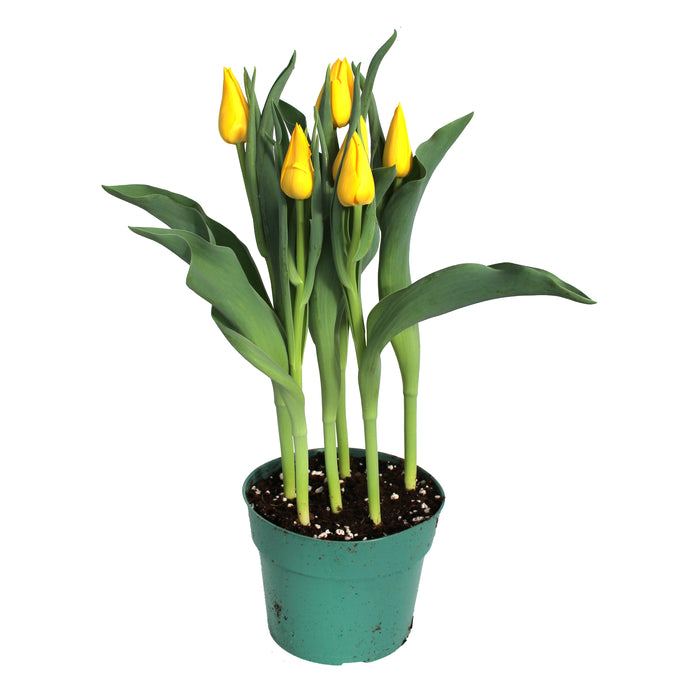 Tulip Plants