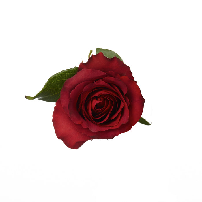 Novelty Roses