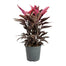 Cordyline TI Plant