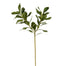 Pittosporum - Green