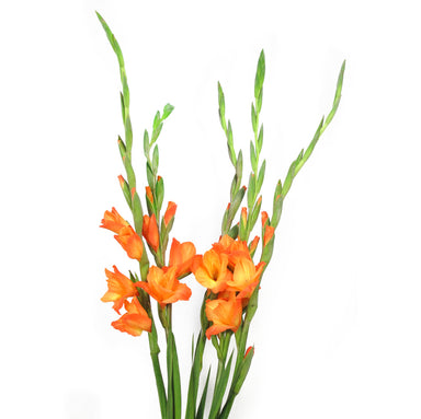 Gladiolas