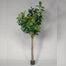 9' Potted Fiddle Tree - Green