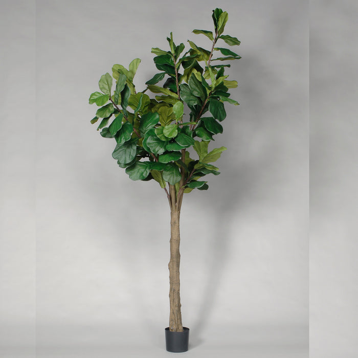 9' Potted Fiddle Tree - Green