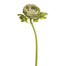 21" Open Ranunculus Stem - Green/Purple