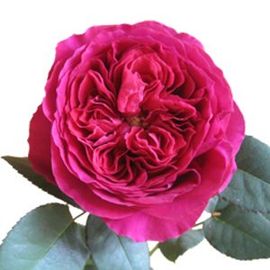 David Austin Garden Rose Darcey