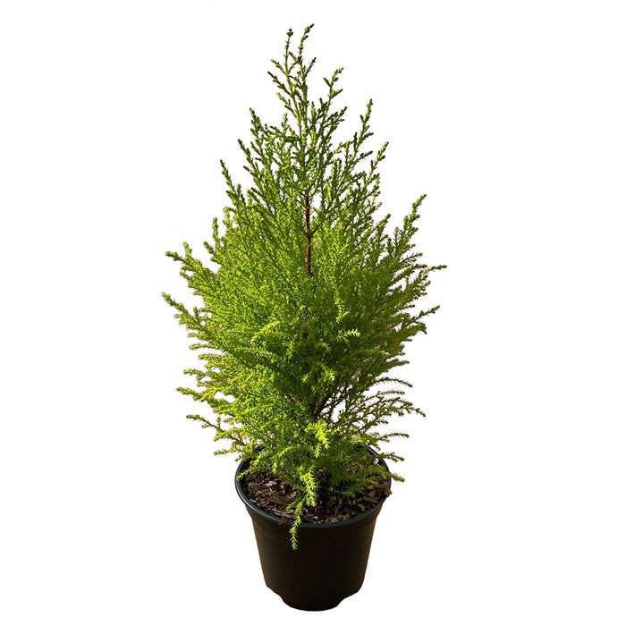 6 in Lemon Cypress Cone