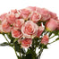 Spray Rose