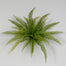 Boston Fern Bush - Green