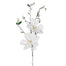 Snow Magnolia Spray - White