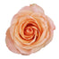 Peach Roses