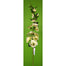 43" Hollyhock Stem - Cream