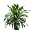 Dracaena Janet Craig