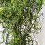 Spanish Moss 2 Cu. Ft - Green