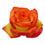 Rose Novelty High and Orange Magic 40cm