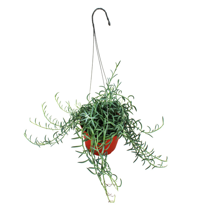 6 in String of Dolphins