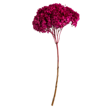 15 in Raspberry Hydrangea Stem