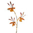 Orchid - Coffee