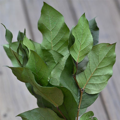 Preserved Salal