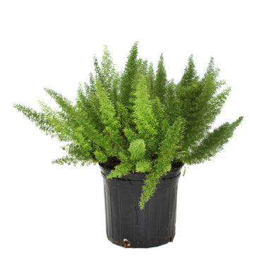 Foxtail Fern